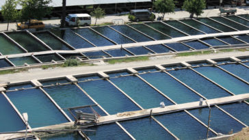 aquaculture, fish farming