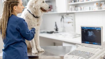 The Leading Challenges Facing Veterinary Medicine
