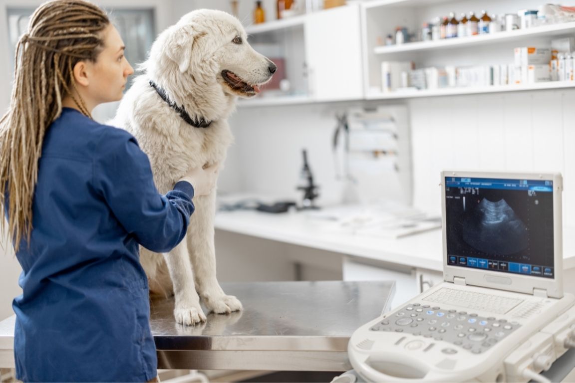 The Leading Challenges Facing Veterinary Medicine