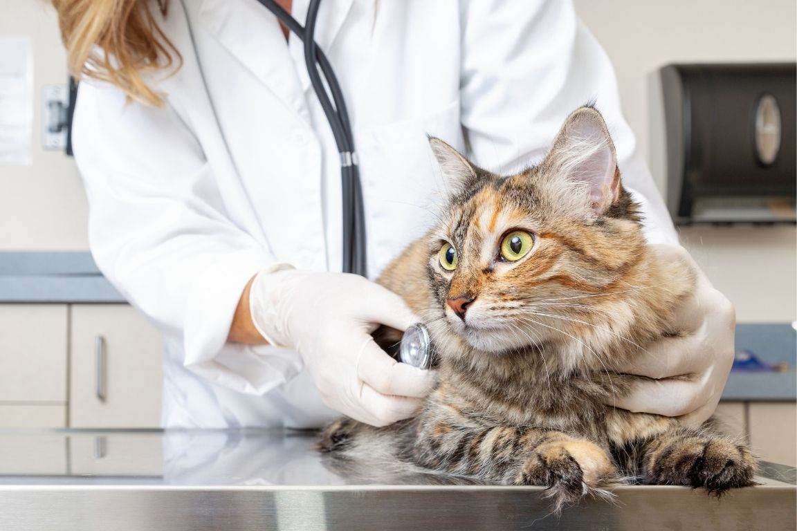 3 Best Safety Practices for Veterinarians